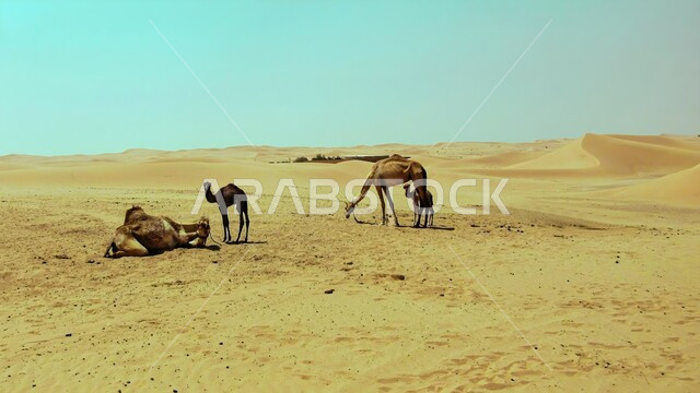 التشكيلات والتكوينات والكثبان الرملية, مزارع للاهتمام بالابل في صحاري الكويت, الرمال الذهبية الناعمة في الصحراء, رعاية الثدييات والمواشي, محميات طبيعية لتربية الجمال في المناطق الصحراوية