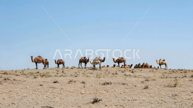 Mammal and livestock care, sand formations and formations, soft golden sand in the desert, nature reserves for camel breeding in the desert areas of Kuwait