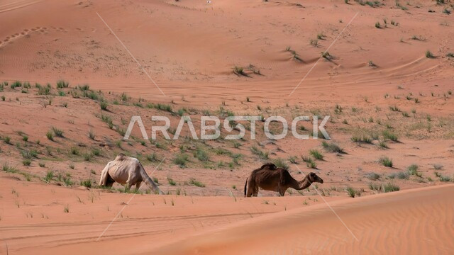 الاهتمام ورعاية المواشي والثديات في الصحاري، تربية الجمال والابل في المحميات الطبيعية في المملكة العربية السعودية ، جملان عربيان أصيلان يسيران وسط الصحراء في النهار، التلال و الكثبان الرملية، الرمال الذهبية الناعمة