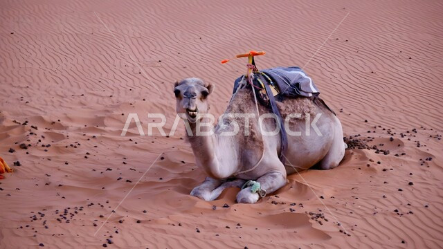 جمل يجلس على الرمال الذهبية الناعمة في الصحراء, مزارع للاهتمام بالابل في صحاري المملكة العربية السعودية, رعاية الثدييات والمواشي, تربية الجمال في المحميات الطبيعية