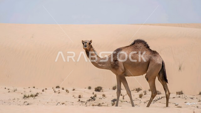 Camel farms in the deserts of Saudi Arabia, camel standing on soft golden sand in the desert, mammal and livestock care, plant growth in desert areas, camel breeding in nature reserves