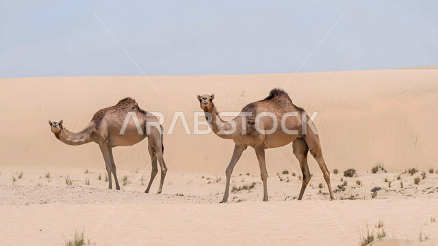 جملان عربيان أصيلان يسيران وسط الصحراء في النهار، الاهتمام ورعاية المواشي والثديات في الصحاري، تربية الجمال والابل في المحميات الطبيعية في المملكة العربية السعودية ، الرمال الذهبية الناعمة