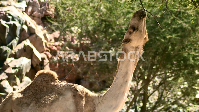 Camel in the middle of soft golden sand during the day, sand dunes in desert areas, camel feeding on grasses in the desert, livestock and animal husbandry in nature reserves in Saudi Arabia
