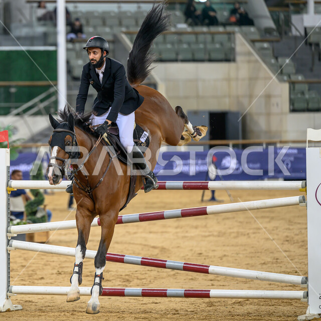 فارس يقوم بترويض الفرس، الكأس الثالث للخيول العربية الأصيلة في قطر، رياضة الفروسية وأنشطة ترفيهية، سباقات الخيل في ميدان الدوحة، مشاركة أفضل الملاك والمربين في المنافسات والتحديات الرياضية، القفز فوق الحواجز