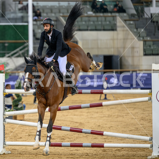 الكأس الثالث للخيول العربية الأصيلة في قطر، رياضة الفروسية وأنشطة ترفيهية، سباقات الخيل في ميدان الدوحة، فارس يقوم بترويض الفرس، مشاركة أفضل الملاك والمربين في المنافسات والتحديات الرياضية، القفز فوق الحواجز