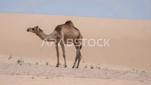 جمل يقف على الرمال الذهبية الناعمة في الصحراء, محميات طبيعية لتربية الجمال في المناطق الصحراوية, التشكيلات والتكوينات والكثبان الرملية, مزارع للاهتمام بالابل في صحاري الإمارات العربية المتحدة, رعاية الثدييات والمواشي