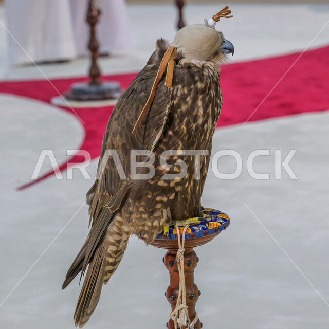 رمز القوة والتحدي وحدة البصر, صقر عربي أصيل في معرض كتارا الدولي للصيد والصقور (سهيل) 10 سبتمبر, المعارض والفعاليات الثقافية في دولة قطر, الفخر بالتراث الخليجي العريق, الاهتمام بتربية وترويض الطيور الجارحة والمفترسة