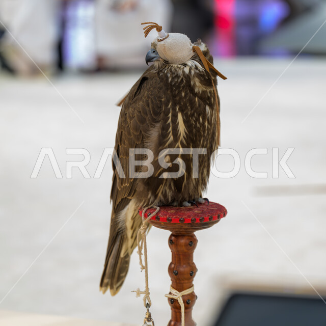 الاهتمام بتربية وترويض الطيور الجارحة والمفترسة, رمز القوة والتحدي وحدة البصر, صقر عربي أصيل في معرض كتارا الدولي للصيد والصقور (سهيل) 10 سبتمبر, المعارض والفعاليات الثقافية في دولة قطر, الفخر بالتراث الخليجي العريق