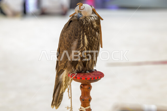 الفخر بالتراث الخليجي العريق, الاهتمام بتربية وترويض الطيور الجارحة والمفترسة, رمز القوة والتحدي وحدة البصر, صقر عربي أصيل في معرض كتارا الدولي للصيد والصقور (سهيل) 10 سبتمبر, المعارض والفعاليات الثقافية في دولة قطر