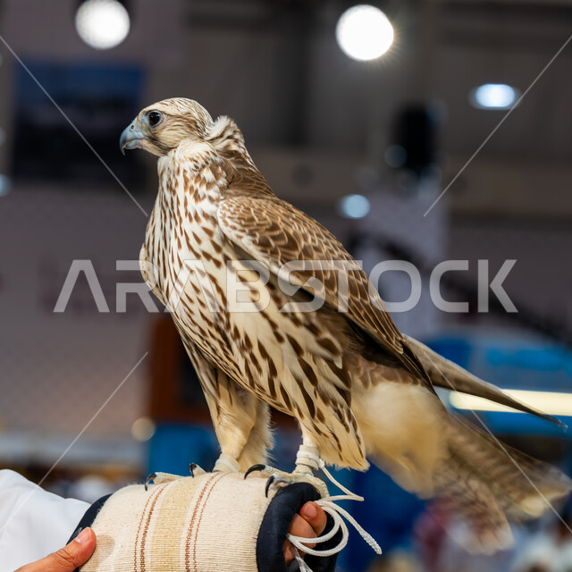 Interest in raising and taming birds of prey and predators, a symbol of strength, challenge and sharp eyesight, a purebred Arabian falcon at the Katara International Hunting and Falconry Exhibition (S’hail) September 10, Exhibitions and cultural events in the State of Qatar, pride in the ancient Gulf heritage