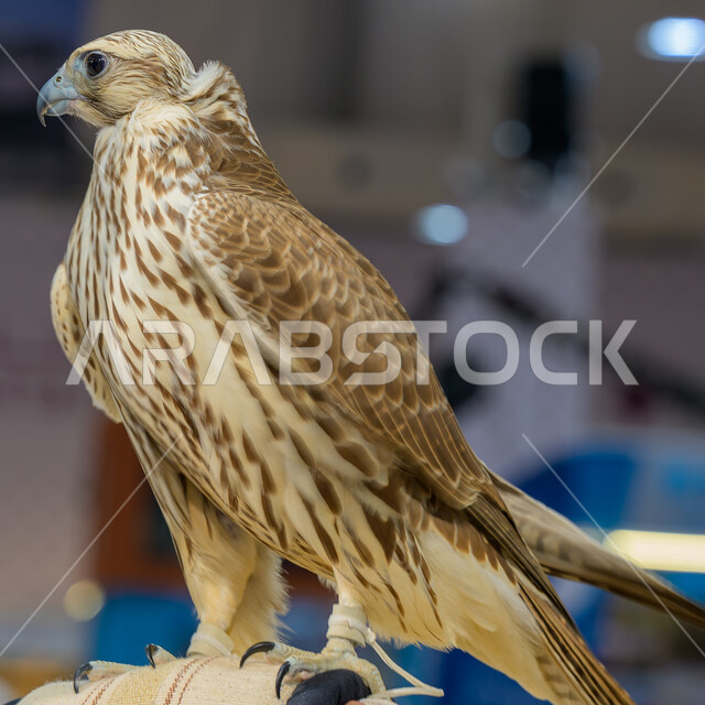 الفخر بالتراث الخليجي العريق, الاهتمام بتربية وترويض الطيور الجارحة والمفترسة, رمز القوة والتحدي وحدة البصر, صقر عربي أصيل في معرض كتارا الدولي للصيد والصقور (سهيل) 10 سبتمبر, المعارض والفعاليات الثقافية في دولة قطر