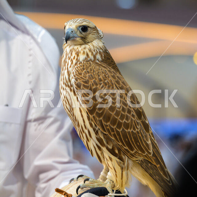 الفخر بالتراث الخليجي العريق, الاهتمام بتربية وترويض الطيور الجارحة والمفترسة, رمز القوة والتحدي وحدة البصر, صقر عربي أصيل في معرض كتارا الدولي للصيد والصقور (سهيل) 10 سبتمبر, المعارض والفعاليات الثقافية في دولة قطر