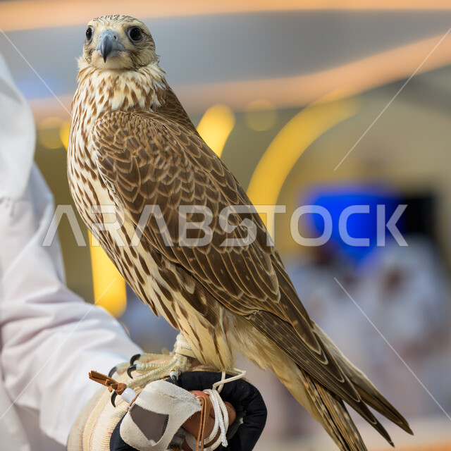 المعارض والفعاليات الثقافية في دولة قطر, الفخر بالتراث الخليجي العريق, الاهتمام بتربية وترويض الطيور الجارحة والمفترسة, رمز القوة والتحدي وحدة البصر, صقر عربي أصيل في معرض كتارا الدولي للصيد والصقور (سهيل) 10 سبتمبر