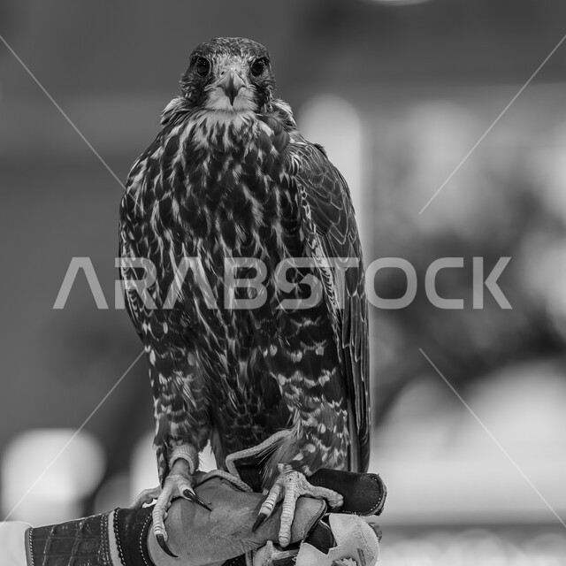 الاهتمام بتربية وترويض الطيور الجارحة والمفترسة, رمز القوة والتحدي وحدة البصر, صقر عربي أصيل في معرض كتارا الدولي للصيد والصقور (سهيل) 10 سبتمبر, المعارض والفعاليات الثقافية في دولة قطر, الفخر بالتراث الخليجي العريق