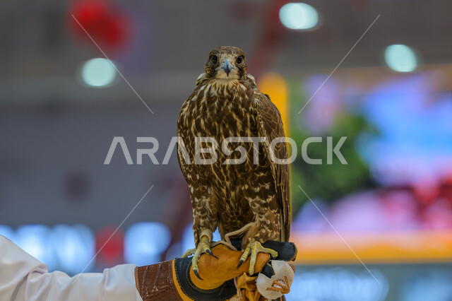 الفخر بالتراث الخليجي العريق, الاهتمام بتربية وترويض الطيور الجارحة والمفترسة, رمز القوة والتحدي وحدة البصر, صقر عربي أصيل في معرض كتارا الدولي للصيد والصقور (سهيل) 10 سبتمبر, المعارض والفعاليات الثقافية في دولة قطر