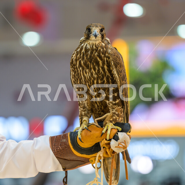 المعارض والفعاليات الثقافية في دولة قطر, الفخر بالتراث الخليجي العريق, الاهتمام بتربية وترويض الطيور الجارحة والمفترسة, رمز القوة والتحدي وحدة البصر, صقر عربي أصيل في معرض كتارا الدولي للصيد والصقور (سهيل) 10 سبتمبر