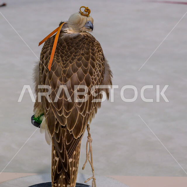 الفخر بالتراث الخليجي العريق, الاهتمام بتربية وترويض الطيور الجارحة والمفترسة, رمز القوة والتحدي وحدة البصر, صقر عربي أصيل في معرض كتارا الدولي للصيد والصقور (سهيل) 10 سبتمبر, المعارض والفعاليات الثقافية في دولة قطر