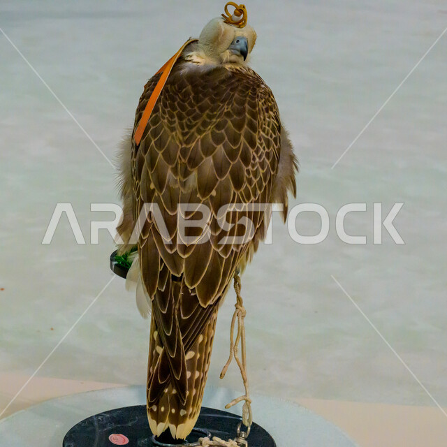 المعارض والفعاليات الثقافية في دولة قطر, الفخر بالتراث الخليجي العريق, الاهتمام بتربية وترويض الطيور الجارحة والمفترسة, رمز القوة والتحدي وحدة البصر, صقر عربي أصيل في معرض كتارا الدولي للصيد والصقور (سهيل) 10 سبتمبر