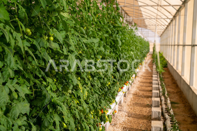 حديقة نباتية عضوية للزراعة المائية في مدينة الدوحة، انتاج محلي للمحاصيل القطرية, الاهتمام بالحقول والأراضي الزراعية, المشاتل والنباتات الخضراء, تقدم وتطور القطاع الزراعي في قطر، المنتجات المحلية الوطنية