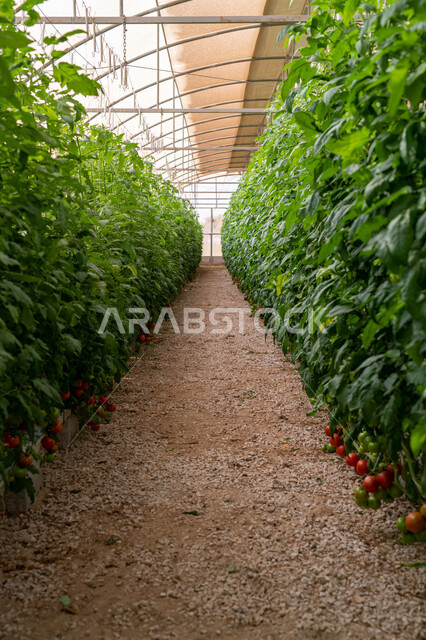 المنتجات المحلية الوطنية, حديقة نباتية عضوية للزراعة المائية في مدينة الدوحة, انتاج محلي للمحاصيل القطرية, الاهتمام بالحقول والأراضي الزراعية, المشاتل والنباتات الخضراء, تقدم وتطور القطاع الزراعي في قطر