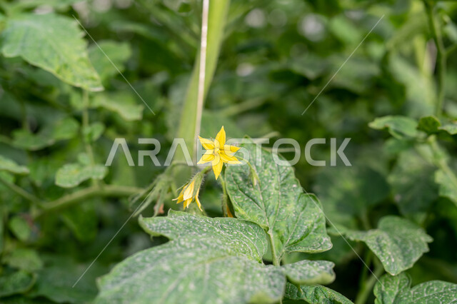 Nurseries and green plants, Progress and development of the agricultural sector in Qatar, Local national products, Close-up of a yellow flower in an organic hydroponic garden in Doha, Local production of Qatari crops, Caring for fields and agricultural lands