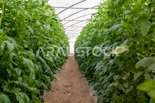 الاهتمام بالحقول والأراضي الزراعية, المشاتل والنباتات الخضراء, تقدم وتطور القطاع الزراعي في قطر، المنتجات المحلية الوطنية, حديقة نباتية عضوية للزراعة المائية في مدينة الدوحة, انتاج محلي للمحاصيل القطرية