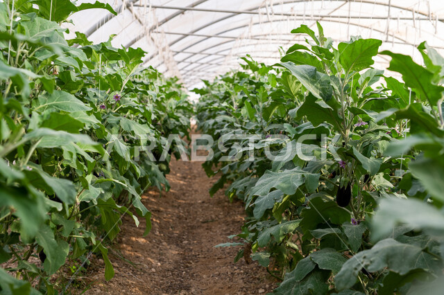 حديقة نباتية عضوية للزراعة المائية في مدينة الدوحة، انتاج محلي للمحاصيل القطرية, الاهتمام بالحقول والأراضي الزراعية, المشاتل والنباتات الخضراء, تقدم وتطور القطاع الزراعي في قطر، المنتجات المحلية الوطنية