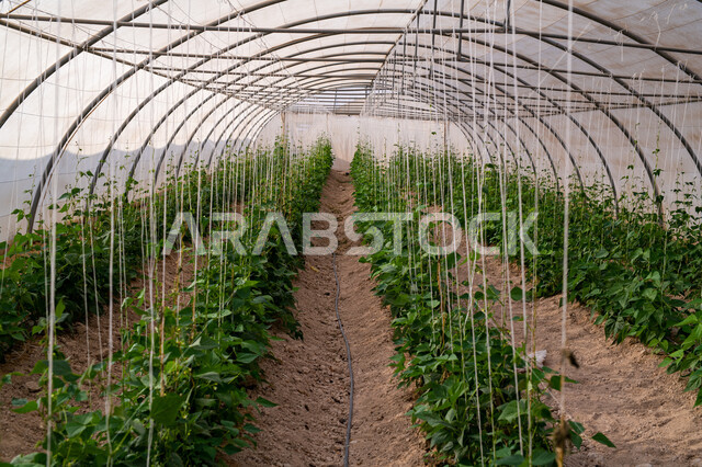 المنتجات المحلية الوطنية, حديقة نباتية عضوية للزراعة المائية في مدينة الدوحة, انتاج محلي للمحاصيل القطرية, الاهتمام بالحقول والأراضي الزراعية, المشاتل والنباتات الخضراء, تقدم وتطور القطاع الزراعي في قطر
