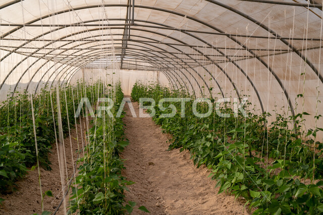 تقدم وتطور القطاع الزراعي في قطر، المنتجات المحلية الوطنية, حديقة نباتية عضوية للزراعة المائية في مدينة الدوحة, انتاج محلي للمحاصيل القطرية, الاهتمام بالحقول والأراضي الزراعية, المشاتل والنباتات الخضراء