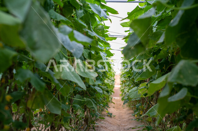 Nurseries and green plants, progress and development of the agricultural sector in Qatar, local national products, an organic hydroponic garden in Doha, local production of Qatari crops, interest in agricultural fields and lands