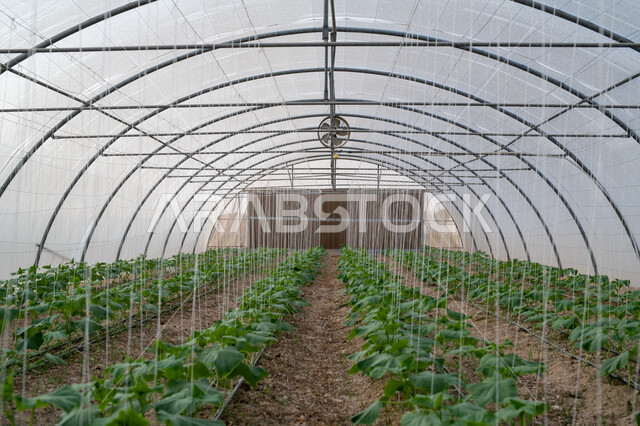 الاهتمام بالحقول والأراضي الزراعية, المشاتل والنباتات الخضراء, تقدم وتطور القطاع الزراعي في قطر، المنتجات المحلية الوطنية, حديقة نباتية عضوية للزراعة المائية في مدينة الدوحة, انتاج محلي للمحاصيل القطرية