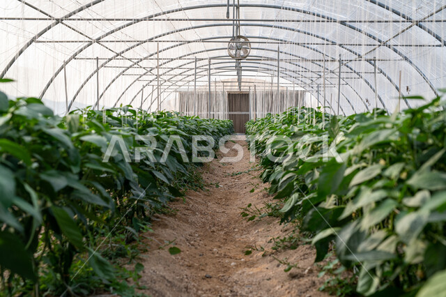 انتاج محلي للمحاصيل القطرية, الاهتمام بالحقول والأراضي الزراعية, المشاتل والنباتات الخضراء, تقدم وتطور القطاع الزراعي في قطر، المنتجات المحلية الوطنية, حديقة نباتية عضوية للزراعة المائية في مدينة الدوحة