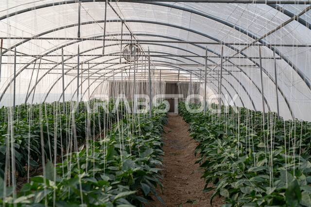 حديقة نباتية عضوية للزراعة المائية في مدينة الدوحة، انتاج محلي للمحاصيل القطرية, الاهتمام بالحقول والأراضي الزراعية, المشاتل والنباتات الخضراء, تقدم وتطور القطاع الزراعي في قطر، المنتجات المحلية الوطنية