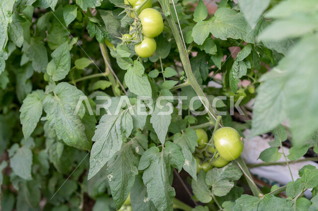 تقدم وتطور القطاع الزراعي في قطر, المنتجات المحلية الوطنية, الاهتمام بالحقول والأراضي الزراعية, طماطم مزروعة في دفيئة صناعية في مدينة الدوحة, توفير المناخ المناسب لزراعة النباتات