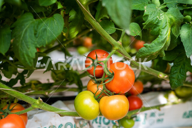 Providing the appropriate climate for growing plants, progress and development of the agricultural sector in Qatar, local national products, interest in fields and agricultural lands, tomatoes grown in an industrial greenhouse in Doha