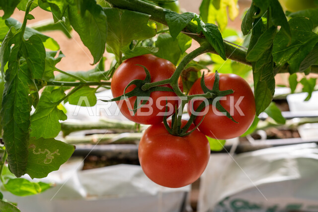Tomatoes grown in an industrial greenhouse in Doha, Providing the right climate for growing plants, Progress and development of the agricultural sector in Qatar, Local national products, Caring for fields and agricultural lands