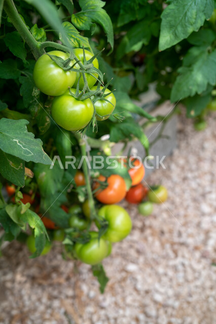 الاهتمام بالحقول والأراضي الزراعية, طماطم مزروعة في دفيئة صناعية في مدينة الدوحة, توفير المناخ المناسب لزراعة النباتات, تقدم وتطور القطاع الزراعي في قطر, المنتجات المحلية الوطنية