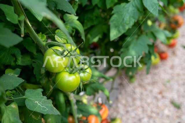 Local national products, interest in fields and agricultural lands, tomatoes grown in an industrial greenhouse in Doha, providing a suitable climate for growing plants, progress and development of the agricultural sector in Qatar