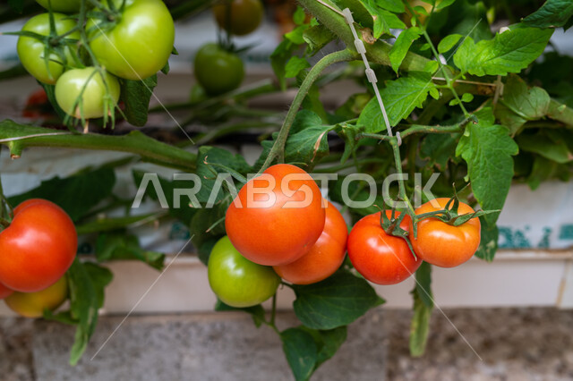 توفير المناخ المناسب لزراعة النباتات, تقدم وتطور القطاع الزراعي في قطر, المنتجات المحلية الوطنية, الاهتمام بالحقول والأراضي الزراعية, طماطم مزروعة في دفيئة صناعية في مدينة الدوحة