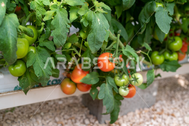 طماطم مزروعة في دفيئة صناعية في مدينة الدوحة, توفير المناخ المناسب لزراعة النباتات, تقدم وتطور القطاع الزراعي في قطر, المنتجات المحلية الوطنية, الاهتمام بالحقول والأراضي الزراعية