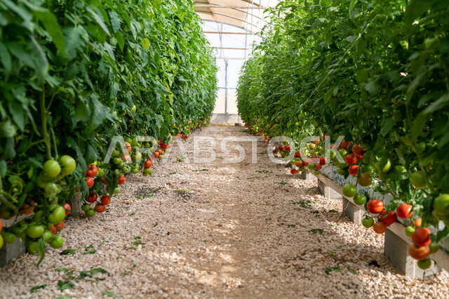 الاهتمام بالحقول والأراضي الزراعية, طماطم مزروعة في دفيئة صناعية في مدينة الدوحة, توفير المناخ المناسب لزراعة النباتات, تقدم وتطور القطاع الزراعي في قطر, المنتجات المحلية الوطنية