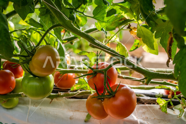 المنتجات المحلية الوطنية, الاهتمام بالحقول والأراضي الزراعية, طماطم مزروعة في دفيئة صناعية في مدينة الدوحة, توفير المناخ المناسب لزراعة النباتات, تقدم وتطور القطاع الزراعي في قطر