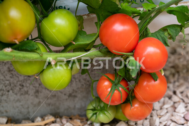 تقدم وتطور القطاع الزراعي في قطر, المنتجات المحلية الوطنية, الاهتمام بالحقول والأراضي الزراعية, طماطم مزروعة في دفيئة صناعية في مدينة الدوحة, توفير المناخ المناسب لزراعة النباتات