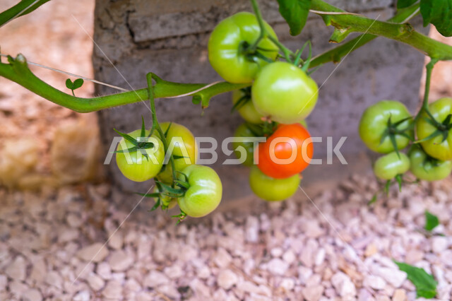 المنتجات المحلية الوطنية, الاهتمام بالحقول والأراضي الزراعية, طماطم مزروعة في دفيئة صناعية في مدينة الدوحة, توفير المناخ المناسب لزراعة النباتات, تقدم وتطور القطاع الزراعي في قطر