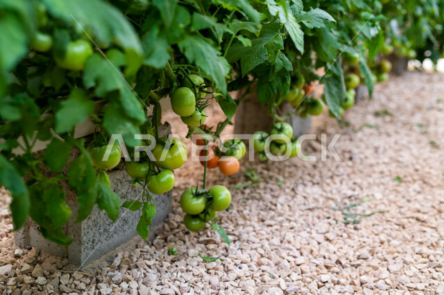 طماطم مزروعة في دفيئة صناعية في مدينة الدوحة, توفير المناخ المناسب لزراعة النباتات, تقدم وتطور القطاع الزراعي في قطر, المنتجات المحلية الوطنية, الاهتمام بالحقول والأراضي الزراعية