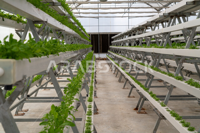 الاهتمام بالحقول والأراضي الزراعية, المشاتل والنباتات الخضراء, تطور وتقدم القطاع الزراعي في قطر، المنتجات المحلية الوطنية, الإنتاج المحلي للمحاصيل القطرية, مزرعة نباتية عضوية للزراعة المائية في مدينة الدوحة