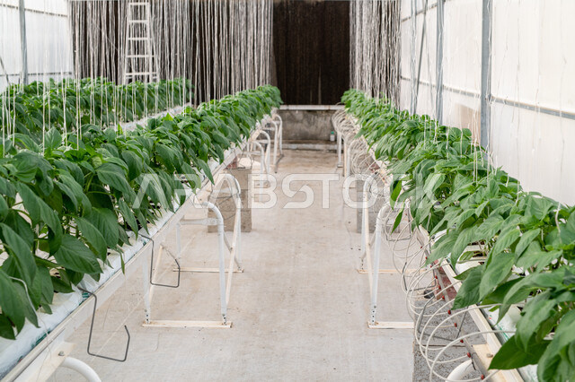 مزرعة نباتية عضوية للزراعة المائية في مدينة الدوحة, الاهتمام بالحقول والأراضي الزراعية, المشاتل والنباتات الخضراء, تطور وتقدم القطاع الزراعي في قطر، المنتجات المحلية الوطنية, الإنتاج المحلي للمحاصيل القطرية