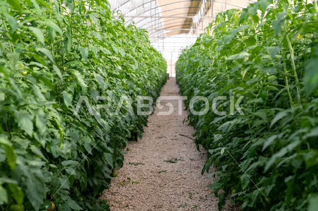 Nurseries and green plants, Development and progress of the agricultural sector in Qatar, National local products, Local production of Qatari crops, Organic hydroponic farm in Doha, Caring for fields and agricultural lands