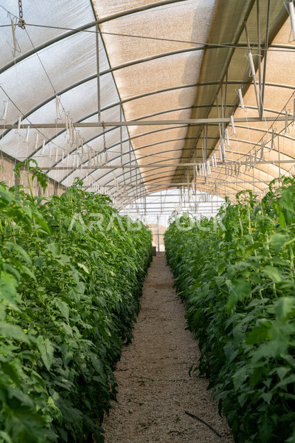 الاهتمام بالحقول والأراضي الزراعية, المشاتل والنباتات الخضراء, تطور وتقدم القطاع الزراعي في قطر، المنتجات المحلية الوطنية, الإنتاج المحلي للمحاصيل القطرية, مزرعة نباتية عضوية للزراعة المائية في مدينة الدوحة