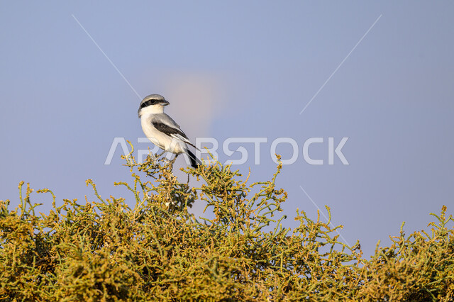 محمية طبيعية لتربية الطيور بكافة أنواعها, الاهتمام والعناية بالحيوانات, مزارع وحدائق للاهتمام بالعصافير, عصفور صغير يقف على غصن شجرة في إحدى المحميات, الحياة البرية في قطر